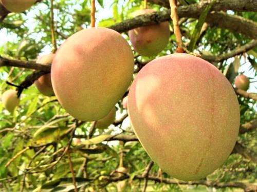Different Types of Mangoes Vanraj