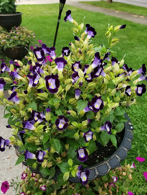 summer flower in pot 4