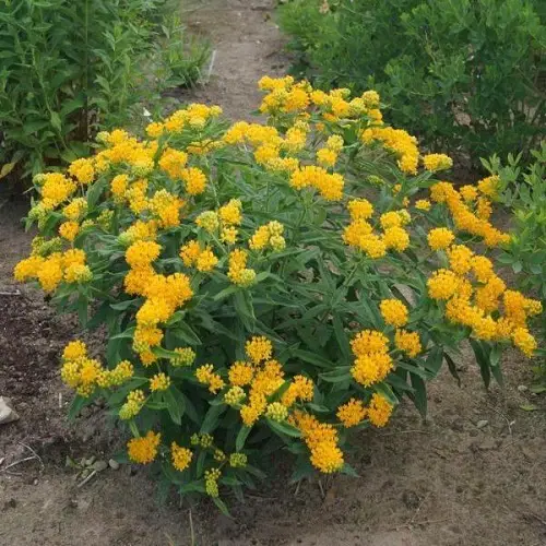 best Types of Yellow Flowers for Garden 