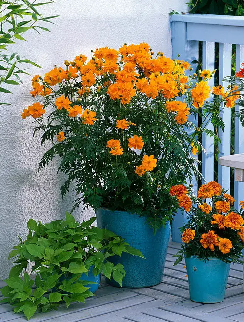 amazing Types of Yellow Flowers for Garden 