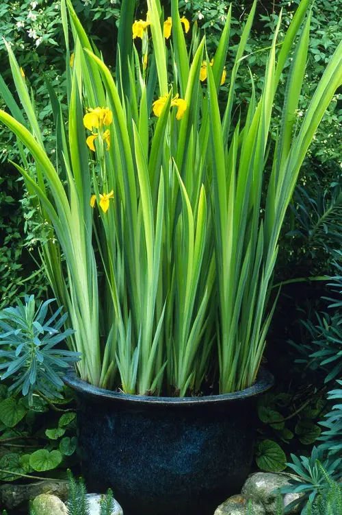 best Types of Yellow Flowers for Garden 