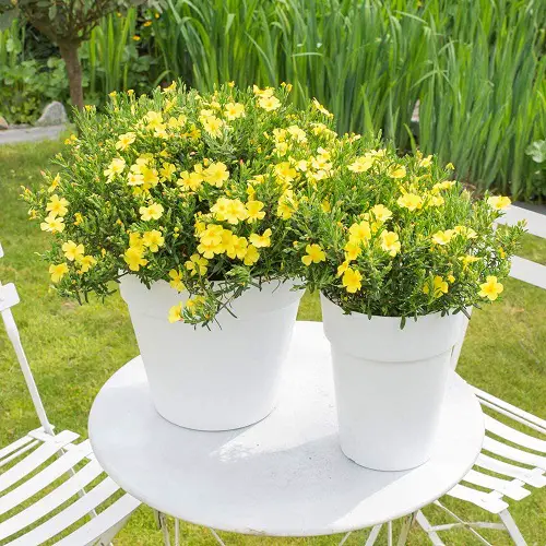 Amazing Types of Yellow Flowers for Garden 