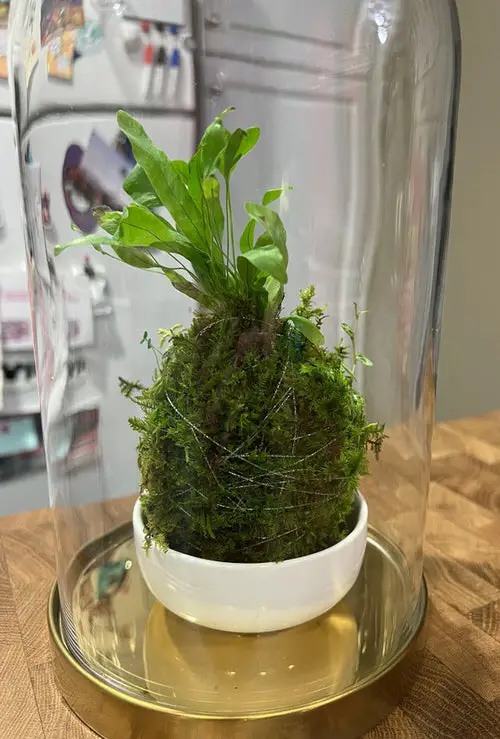 Amazing Ideal Indoor Terrarium Plants