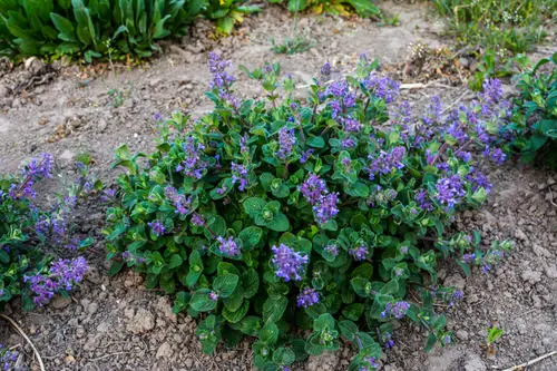 Catnip Best Companion herbs Plants for Eggplants