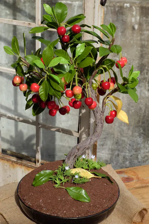 Best Dwarf Fruit Trees Under 6 Feet in pot
