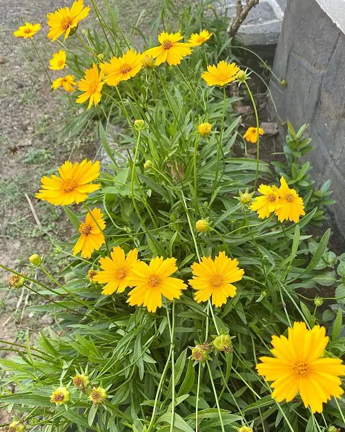 Plants That Can Withstand Deer Damage