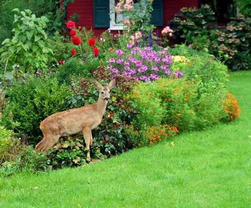 Are Dahlias Deer Resistant