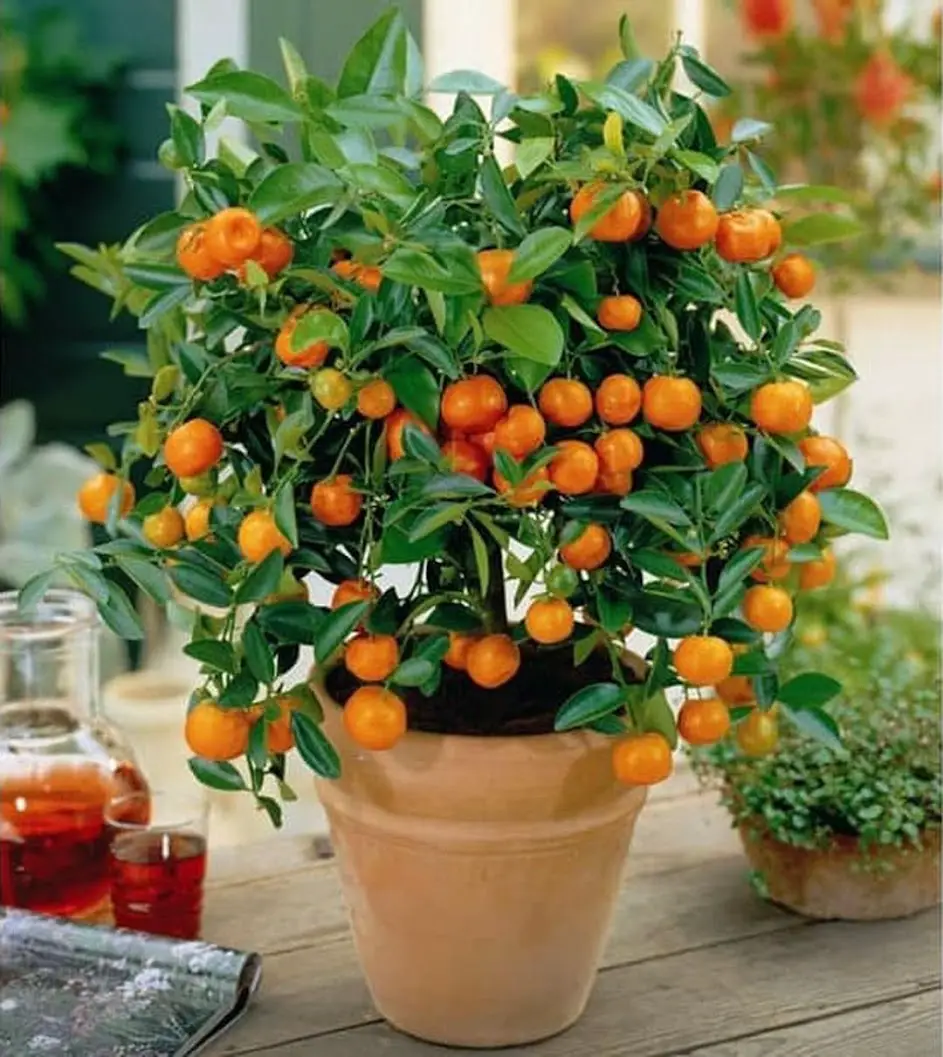 Dwarf Fruit Trees Under 6 Feet