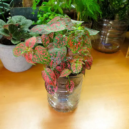 Indoor Plants That Are Vase-Friendly5