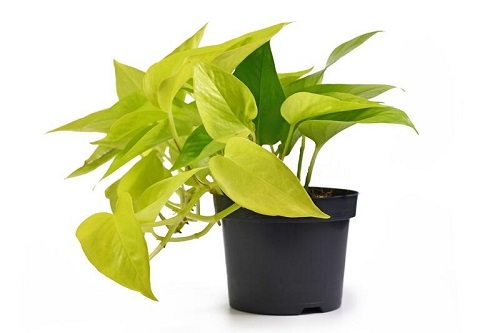 pothos varieties in pot