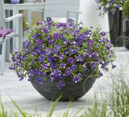 Night Sky Petunia Care 2