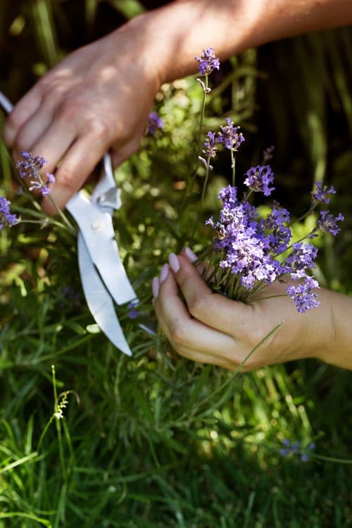 Growing Lavender From Cuttings 3