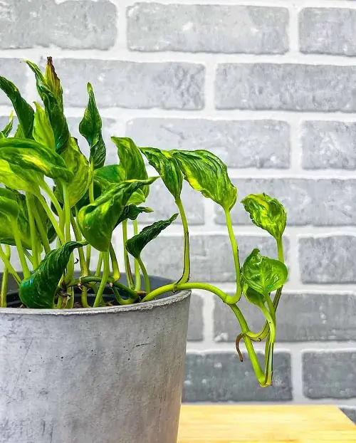 Best Pothos varieties