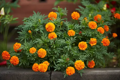 Plants That Resist Deer That You Can Grow