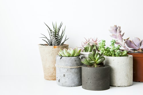 Succulent Repotting Tip