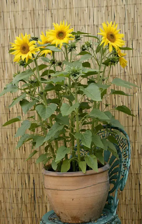 best Types of Yellow Flowers for Garden