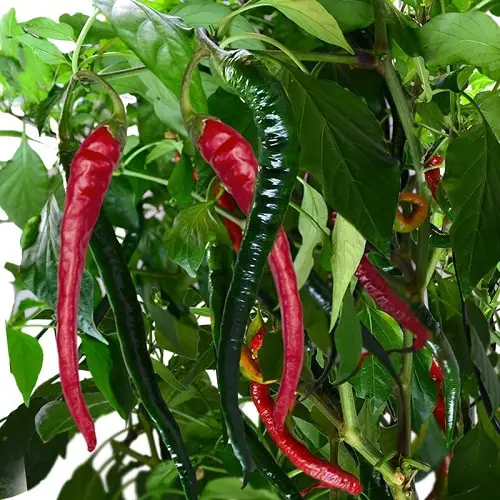 Different Types of Pepper 