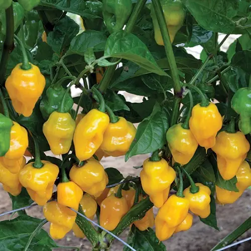 Amazing Different Types of Pepper