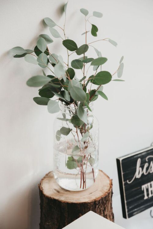 Plants in a Jar 