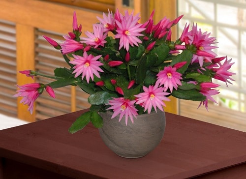 Cacti with Pink Flowers