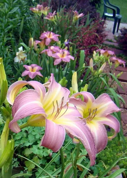 Best Daylily Varieties