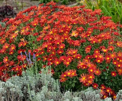 top Stunning Types of Chrysanthemum