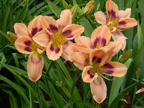 Best Daylily Varieties