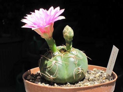 Cacti with Pink Flowers 5