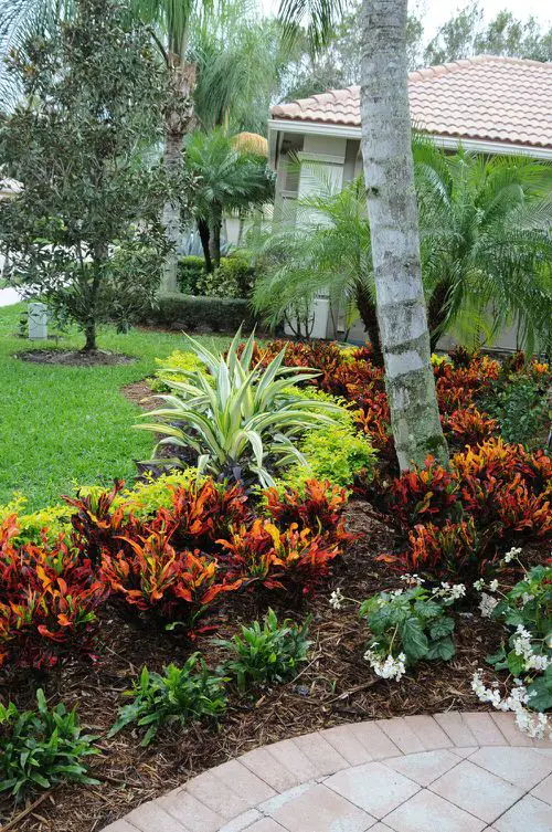 Landscaping with Croton Pictures 9