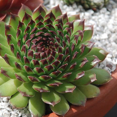 beautiful Sempervivum Hens and Chicks Varieties