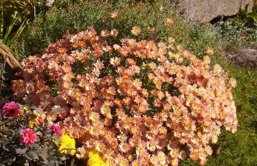 top best Types of Chrysanthemum