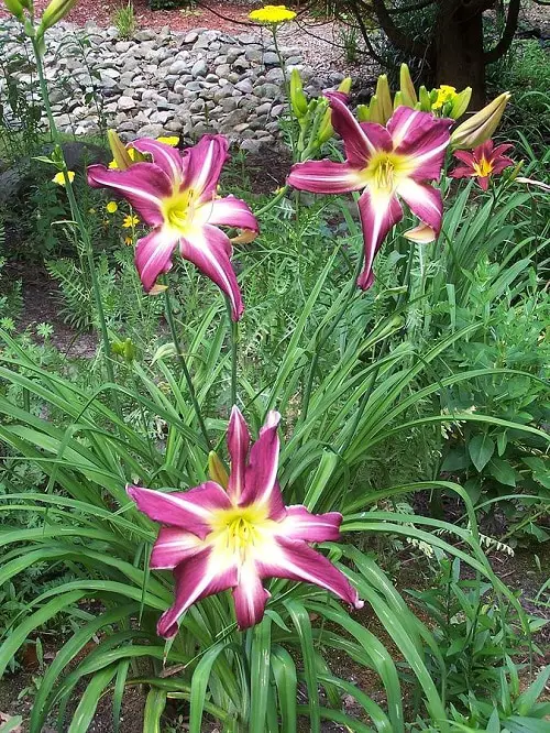 Daylily Varieties in garden
