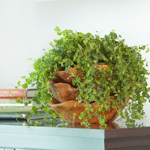 Ground Covers That Become Excellent Houseplants 111