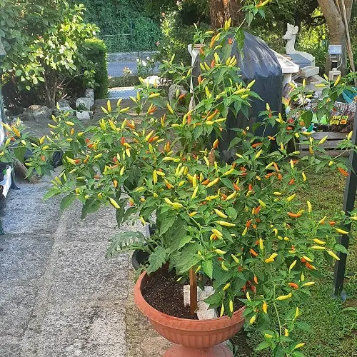 best Various Pepper Types for You