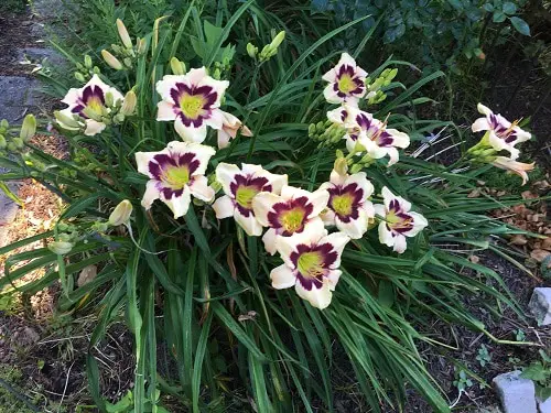 Best Daylily Varieties