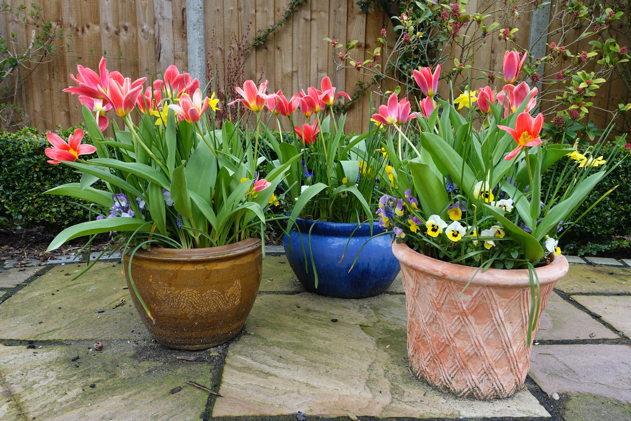 top Native Plants in Europe