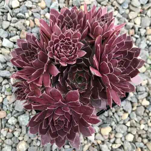 Sempervivum Hens and Chicks Varieties in garden