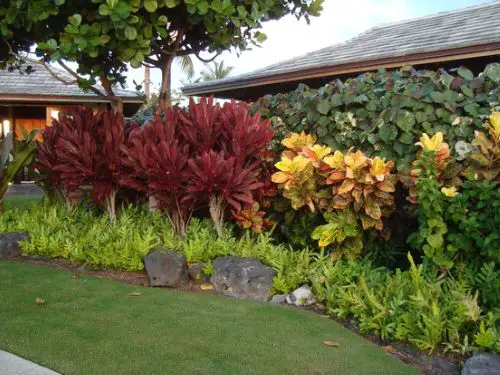 Landscaping with Croton Pictures 11