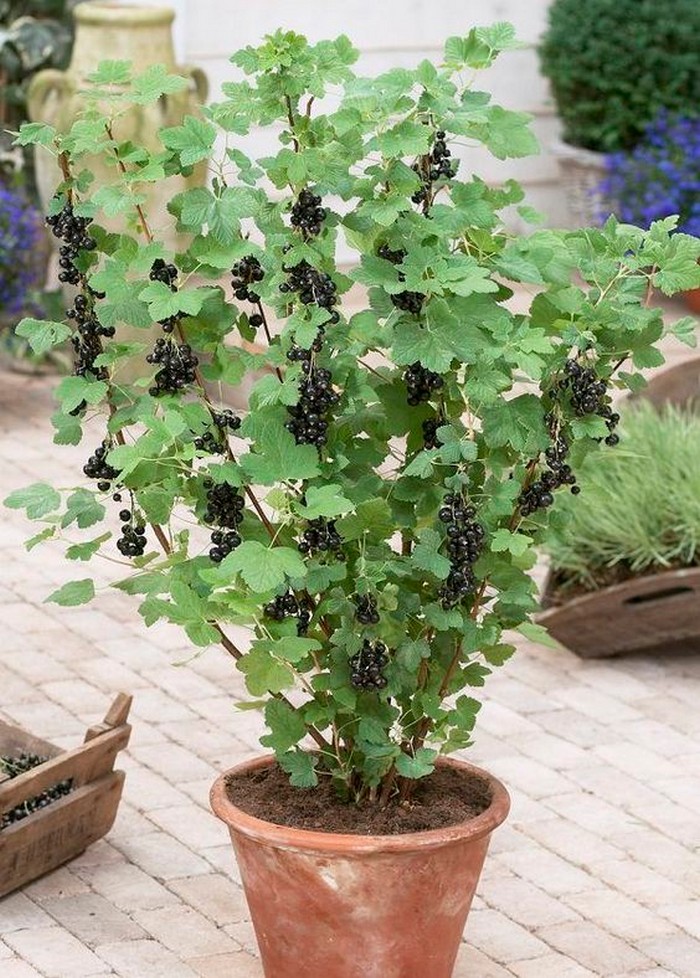 Native plants across Europe 
