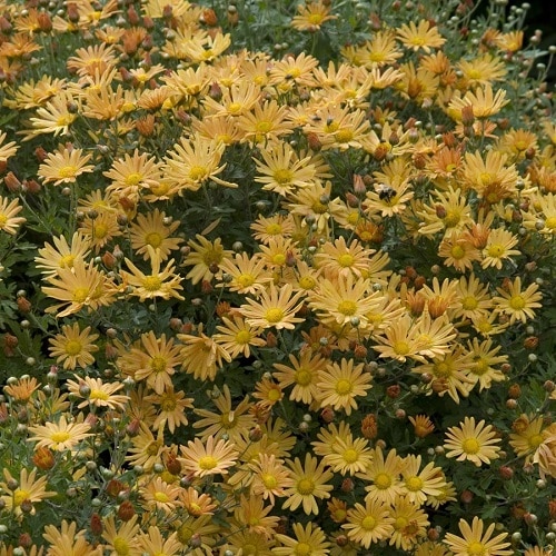 Types of Chrysanthemum lovely