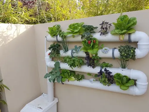 Balcony Homesteading Ideas 9