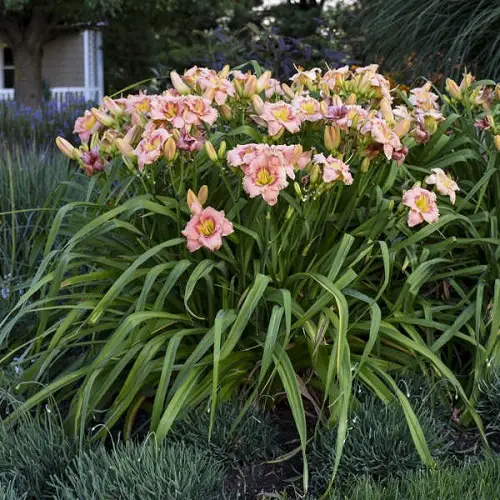 top Best Daylily Varieties