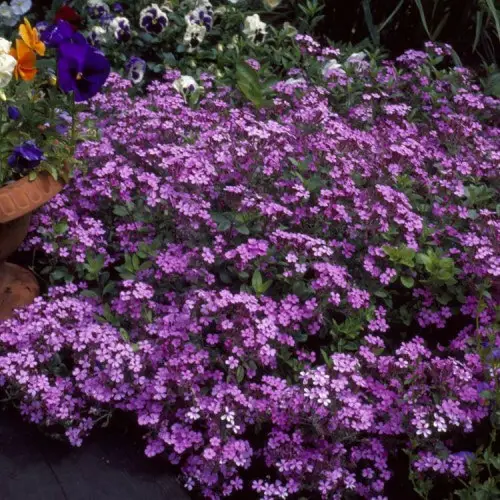 Balcony Homesteading Ideas 33