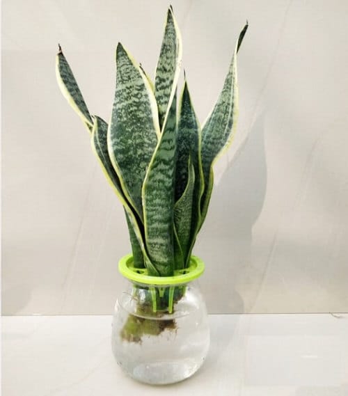 Plants in a Jar 20