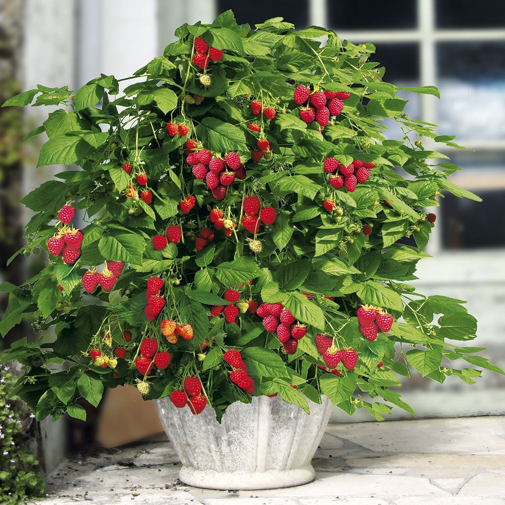 best Native plants across Europe