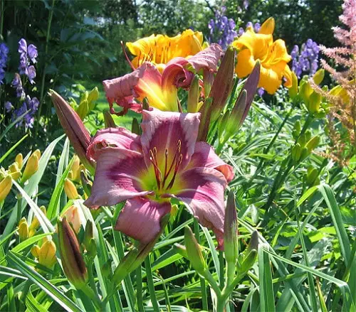 Best Daylily Varieties in yard