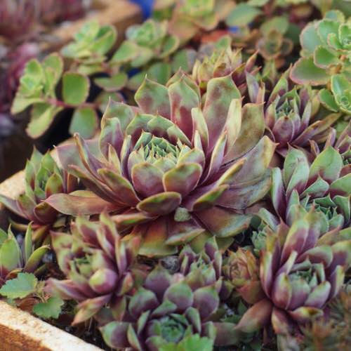 top Sempervivum Hens and Chicks Varieties