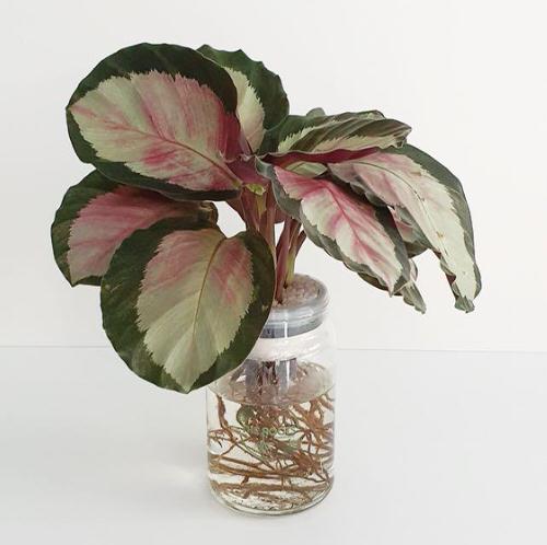 Plants in a Jar 21
