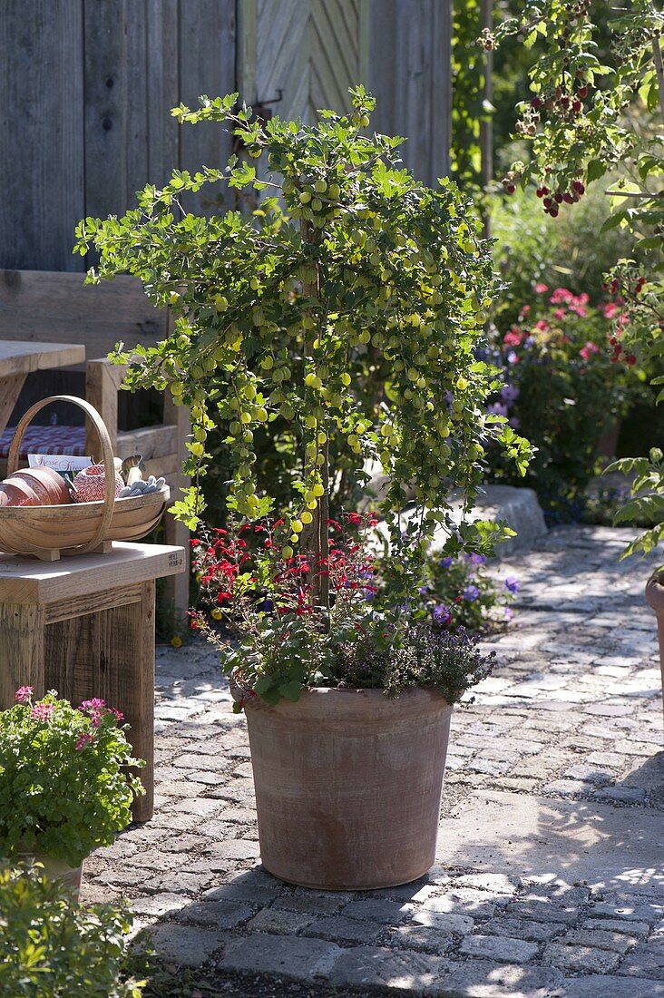 top Native plants across Europe 
