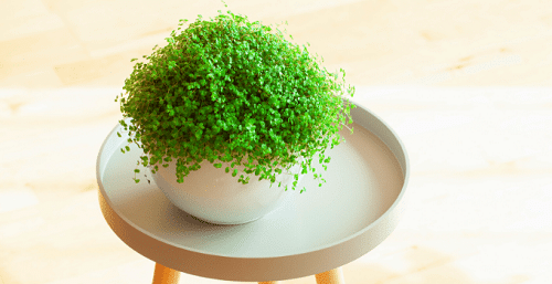 Ground Covers That Become Excellent Houseplants 55